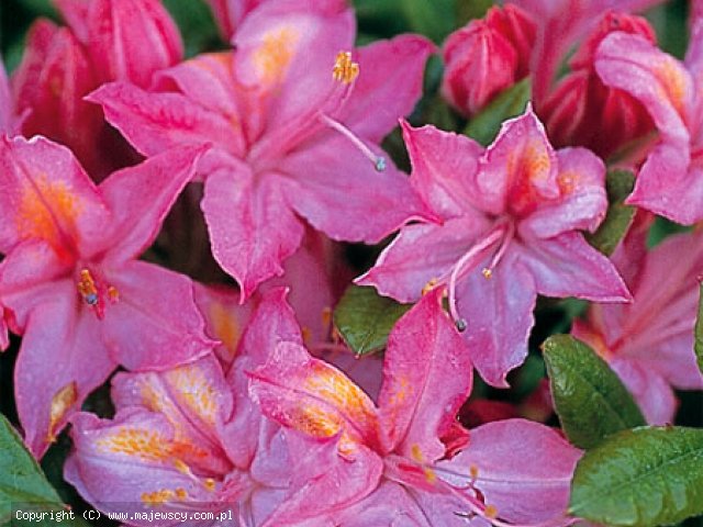Rhododendron viscosum 'Jolie Madame'  - azalia wielkokwiatowa odm. 'Jolie Madame' 