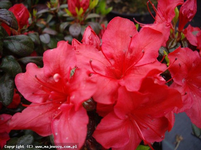 Rhododendron obtusum 'Johanna'  - azalia japońska odm. 'Johanna' 