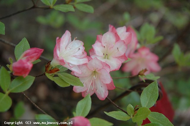 Rhododendron 'Apple Blossom'  - крупноцветущая азалия odm. 'Apple Blossom' 