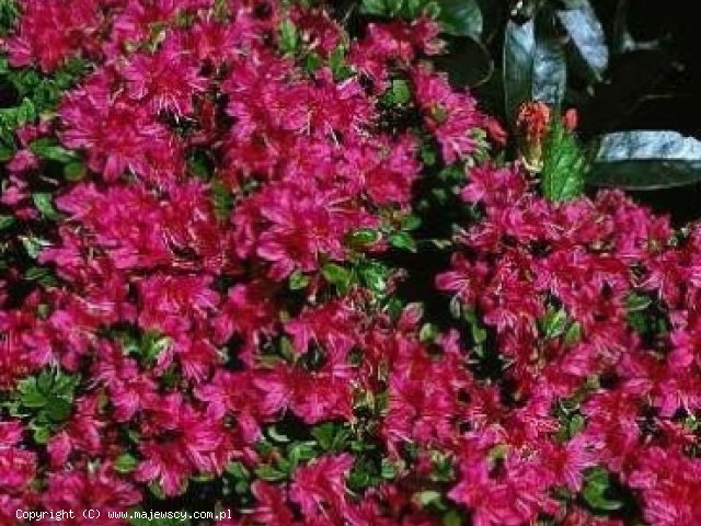 Rhododendron obtusum 'Excelsior'  - azalia japońska odm. 'Excelsior' 