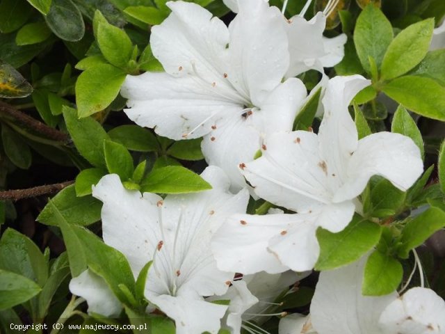 Rhododendron obtusum 'Mary Helen'  - azalia japońska odm. 'Mary Helen' 
