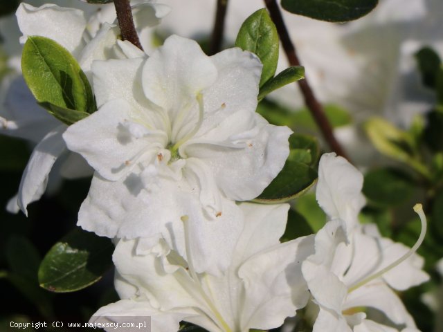 Rhododendron obtusum 'Schneestrum'  - японская азалия odm. 'Schneestrum' 