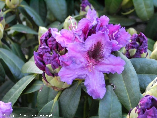 Rhododendron hybride 'Azurro'  - рододендрон гибридный odm. 'Azurro' 