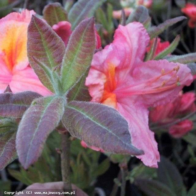 Rhododendron (Knaphill) 'Berryrose'  - azalia wielkokwiatowa odm. 'Berryrose' 