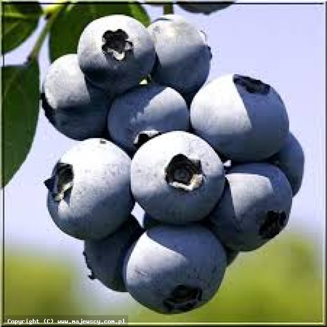 Vaccinium corymbosum 'Bluecrop'  - borówka wysoka odm. 'Bluecrop' 