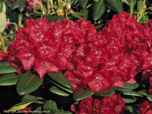 Rhododendron hybride 'Busuki'  -  odm. 'Busuki' 