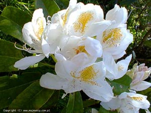 Rhododendron catawbiense 'Catawbiense Album'  - różanecznik katawbijski odm. 'Catawbiense Album' 