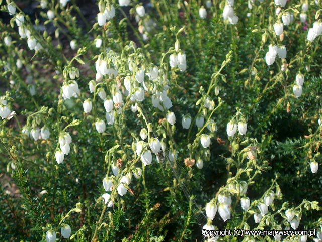 Daboetzia cantabrica 'Alba'  - dabecja kantabryjska odm. 'Alba' 