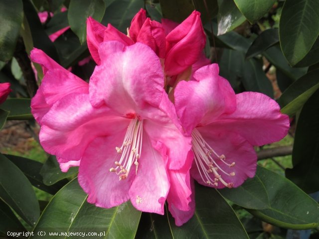 Rhododendron hybride 'Pink Titan'  -  odm. 'Pink Titan' 