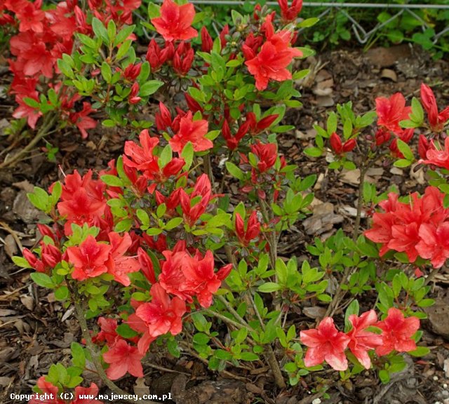 Rhododendron obtusum 'Juliette'  - azalia japońska odm. 'Juliette' 