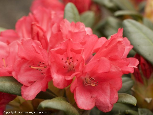 Rhododendron yakushimanum 'Lampion'  -  odm. 'Lampion' 