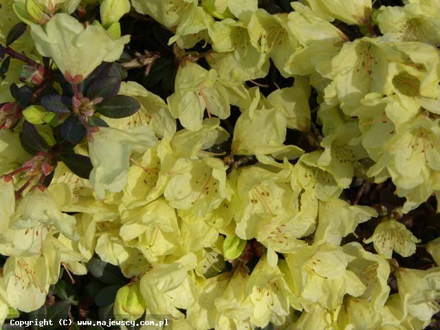 Rhododendron Keiskei  'Wren'  - różanecznik odm. 'Wren' 