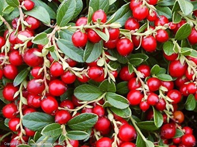 Vaccinium vitis-idaea ''Miss Cherry''  - borówka brusznica odm. ''Miss Cherry'' 
