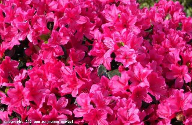 Rhododendron obtusum 'Multiflorum'  - azalia japońska odm. 'Multiflorum' 