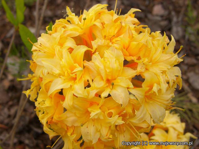 Rhododendron (Pontica) 'Narcissiflora'  - azalia wielkokwiatowa odm. 'Narcissiflora' 