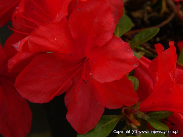 Rhododendron obtusum 'Nordlicht'  - azalia japońska odm. 'Nordlicht' 
