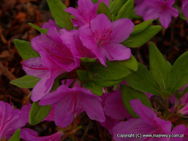 Rhododendron obtusum 'Orlice'  - azalia japońska odm. 'Orlice' 