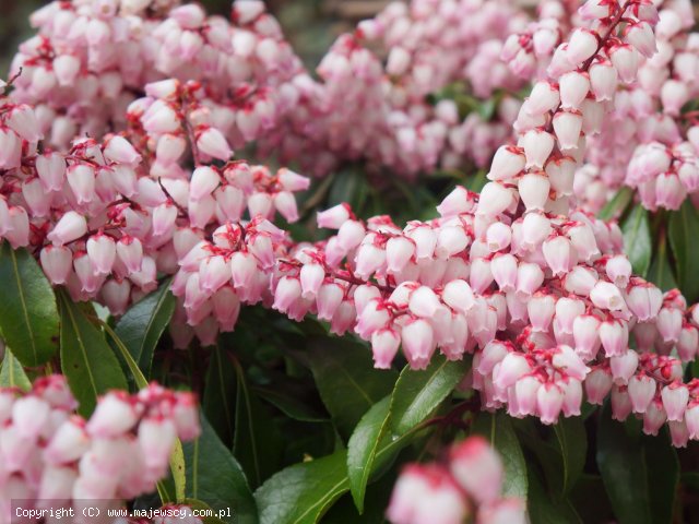 Pieris japonica 'Pink Passion'  - pieris japoński odm. 'Pink Passion' 