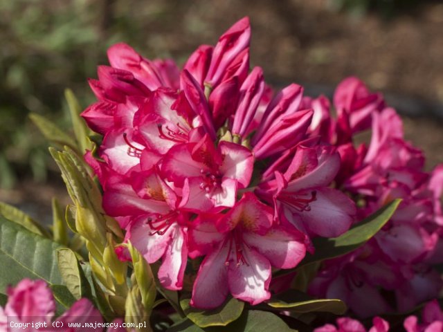 Rhododendron hybride 'Prinz Karneval'  - рододендрон гибридный odm. 'Prinz Karneval' 