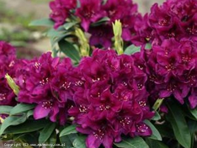 Rhododendron hybride 'Polarnacht'  - różanecznik wielkokwiatowy odm. 'Polarnacht' 