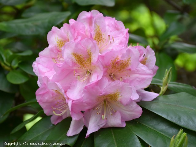 Rhododendron hybride 'Scintilation'  - рододендрон гибридный odm. 'Scintilation' 