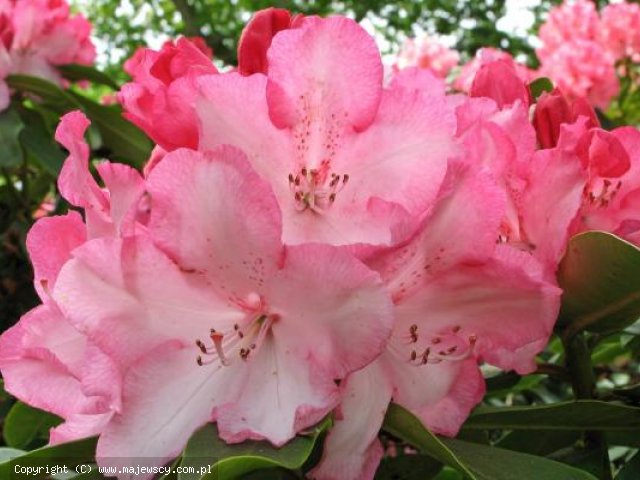 Rhododendron hybride 'Eucharitis'  - różanecznik wielkokwiatowy odm. 'Eucharitis' 