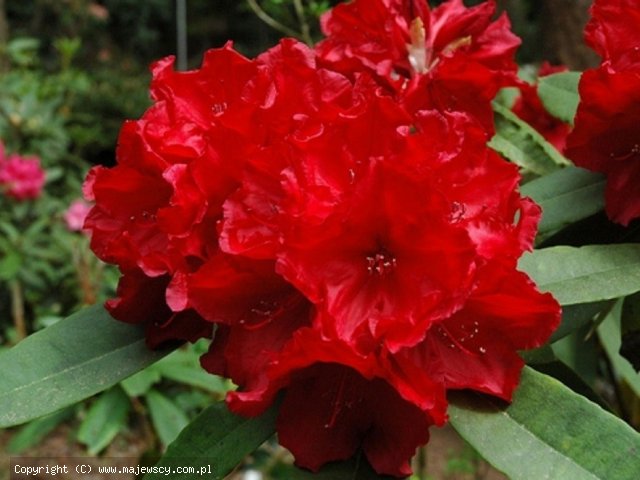 Rhododendron hybride 'Leo'  - różanecznik wielkokwiatowy odm. 'Leo' 