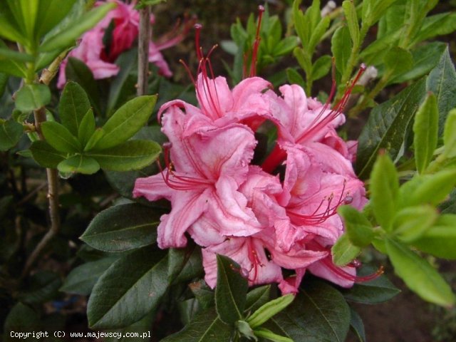 Rhododendron viscosum 'Weston's Sparkler'  - azalia wielkokwiatowa odm. 'Weston's Sparkler' 
