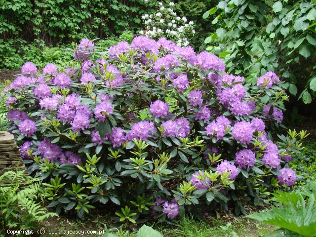 Rhododendron catawbiense 'Catawbiense Boursault'  - różanecznik katawbijski odm. 'Catawbiense Boursault' 