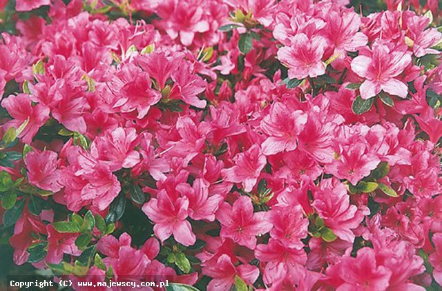 Rhododendron obtusum 'Drapa'  - azalia japońska odm. 'Drapa' 