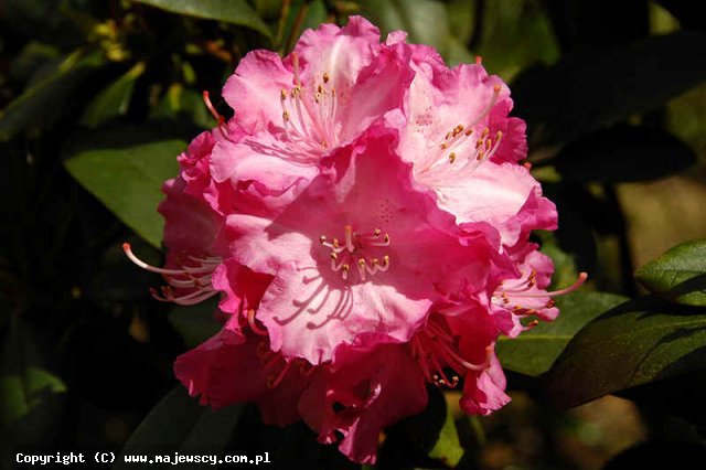 Rhododendron yakushimanum 'Lumina'  - róťanecznik jakuszimański odm. 'Lumina' 