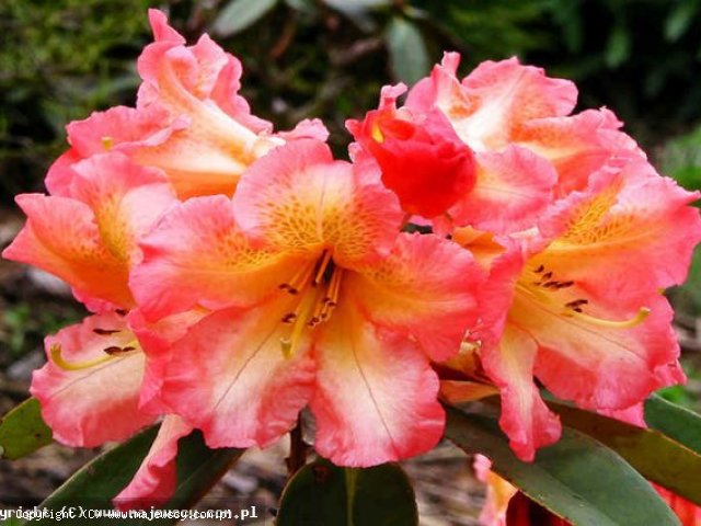 Rhododendron hybride 'Sun Fire'  -  odm. 'Sun Fire' 