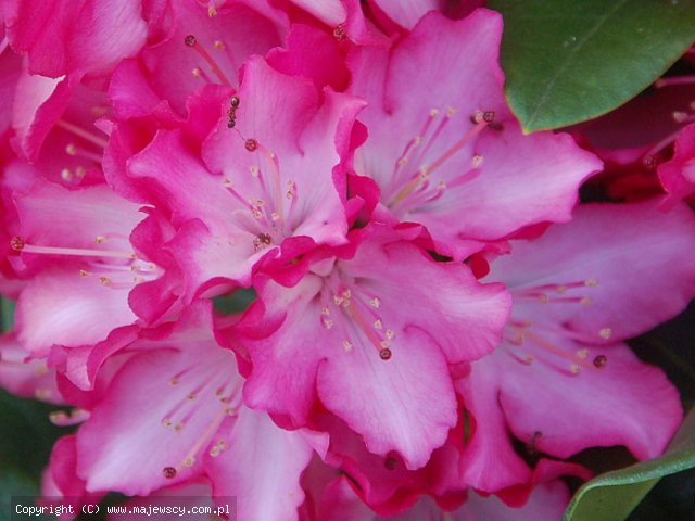 Rhododendron hybride 'Eruption'  - różanecznik wielkokwiatowy odm. 'Eruption' 