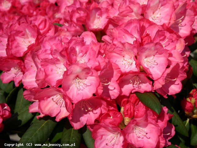 Rhododendron yakushimanum 'Fantastica'  - różanecznik jakuszimański odm. 'Fantastica' 