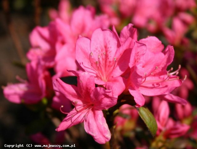 Rhododendron obtusum 'Rosalind'  - azalia japońska odm. 'Rosalind' 