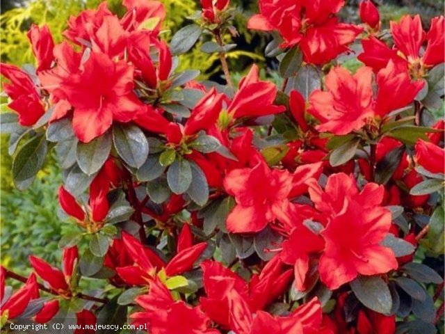 Rhododendron obtusum 'Signalgluhen'  -  odm. 'Signalgluhen' 