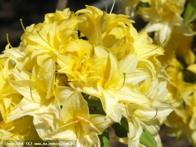 Rhododendron 'Sonnenkopfchen'  - azalia wielkokwiatowa odm. 'Sonnenkopfchen' 