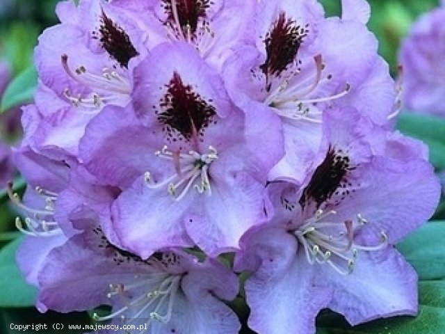 Rhododendron hybride 'Blue Jay'  - różanecznik wielkokwiatowy odm. 'Blue Jay' 
