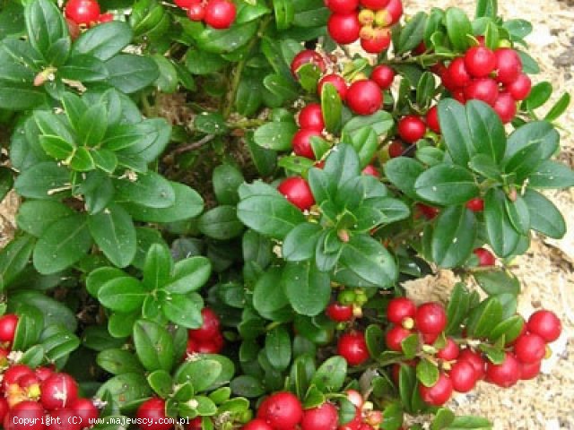 Vaccinium vitis-idaea ''Red Pearl''  - borówka brusznica odm. ''Red Pearl'' 