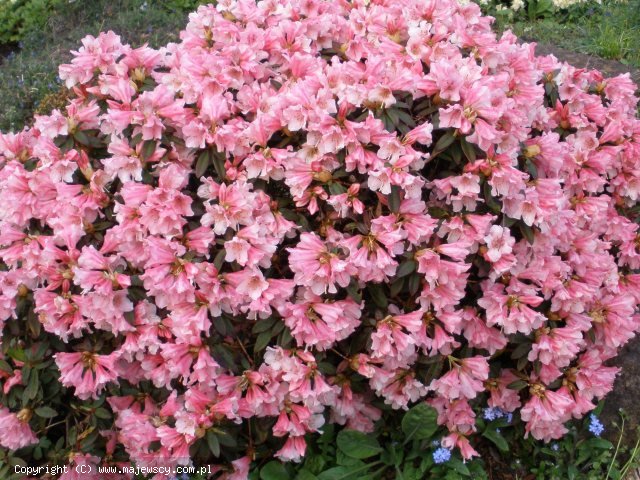 Rhododendron keiskei 'Wee Bee'  - różanecznik odm. 'Wee Bee' 