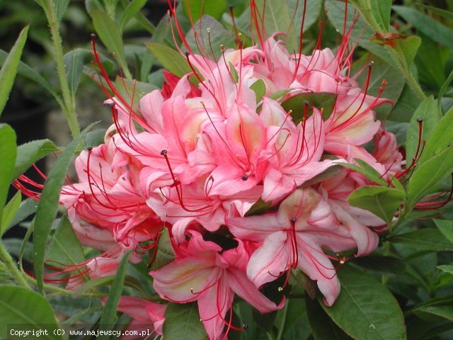 Rhododendron viscosum 'Weston's Lollipop'  - azalia wielkokwiatowa odm. 'Weston's Lollipop' 