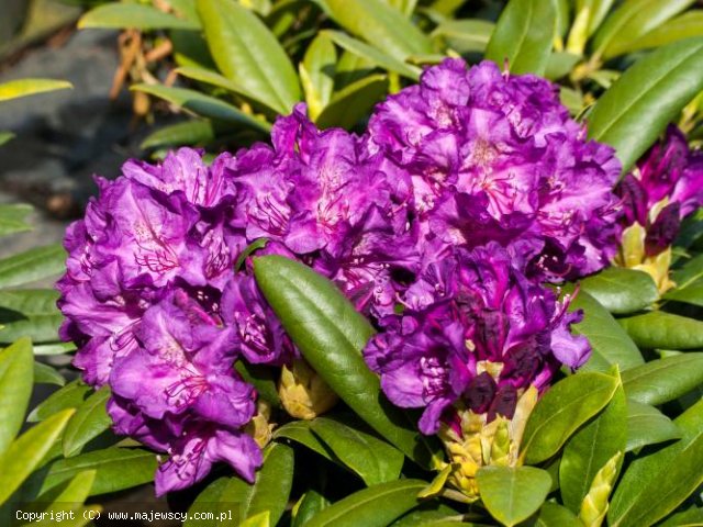 Rhododendron yakushimanum 'Bohlken's Lupinenberg Laguna' ® -  odm. 'Bohlken's Lupinenberg Laguna' ®